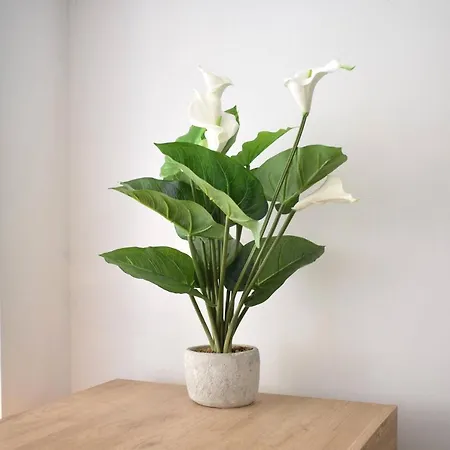 Aloe Studio Apartment *